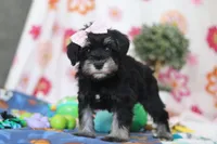 Vera, a female Miniature Schnauzer for sale in Fresno, OH – Photo 5 of 5