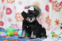 Vera, a female Miniature Schnauzer for sale in Fresno, OH – Photo 2 of 5