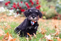 Otto, a male Miniature Schnauzer for sale in Fresno, OH – 6 of 7