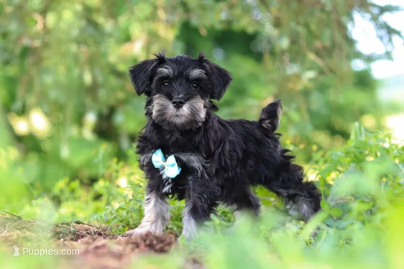 Hunter – Miniature Schnauzer puppy for sale in Fresno, OH