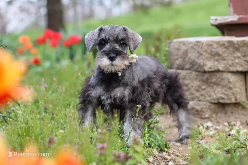 Layla – Miniature Schnauzer puppy for sale in Fresno, OH