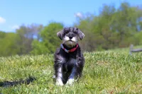 Layla, a female Miniature Schnauzer for sale in Fresno, OH – 4 of 7
