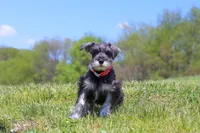Layla, a female Miniature Schnauzer for sale in Fresno, OH – 3 of 7