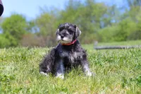 Layla, a female Miniature Schnauzer for sale in Fresno, OH – 7 of 7