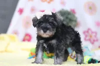 Layla, a female Miniature Schnauzer for sale in Fresno, OH – Photo 4 of 5