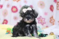 Layla, a female Miniature Schnauzer for sale in Fresno, OH – Photo 5 of 5