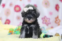 Layla, a female Miniature Schnauzer for sale in Fresno, OH – Photo 2 of 5