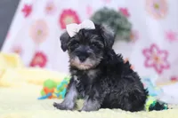 Layla, a female Miniature Schnauzer for sale in Fresno, OH – Photo 3 of 5