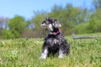 Layla, a female Miniature Schnauzer for sale in Fresno, OH – 5 of 7