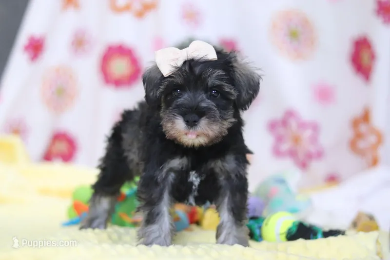 Layla – Miniature Schnauzer puppy for sale in Fresno, OH