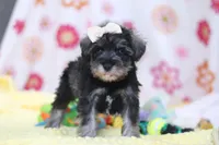Layla, a female Miniature Schnauzer for sale in Fresno, OH – Photo 1 of 5