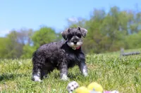Layla, a female Miniature Schnauzer for sale in Fresno, OH – 6 of 7