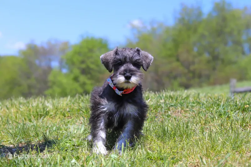 Layla – Miniature Schnauzer puppy for sale in Fresno, OH