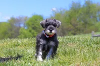 Layla, a female Miniature Schnauzer for sale in Fresno, OH – 1 of 7