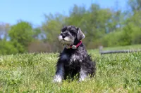 Layla, a female Miniature Schnauzer for sale in Fresno, OH – 2 of 7
