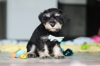 Arthur, a male Miniature Schnauzer for sale in Fresno, OH – 4 of 7