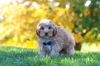Asher, a male Yorkipoo for sale in Fresno, OH – 3 of 7