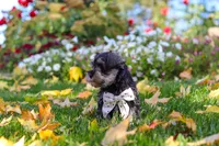Leon, a male Miniature Schnauzer for sale in Fresno, OH – 7 of 10