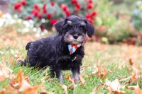 Otto, a male Miniature Schnauzer for sale in Fresno, OH – 5 of 7