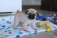 Cooper, a male Pug for sale in Fresno, OH – Photo 5 of 5