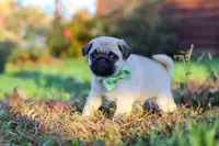Cooper, a male Pug for sale in Fresno, OH – Photo 4 of 5