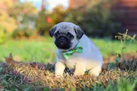 Cooper, a male Pug for sale in Fresno, OH – Photo 3 of 5