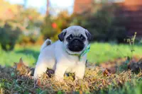 Cooper, a male Pug for sale in Fresno, OH – Photo 1 of 5
