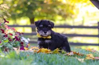 Trevor, a male Miniature Schnauzer for sale in Fresno, OH – 3 of 6