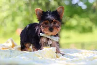 Drake, a male Yorkshire Terrier for sale in Fresno, OH – 2 of 10