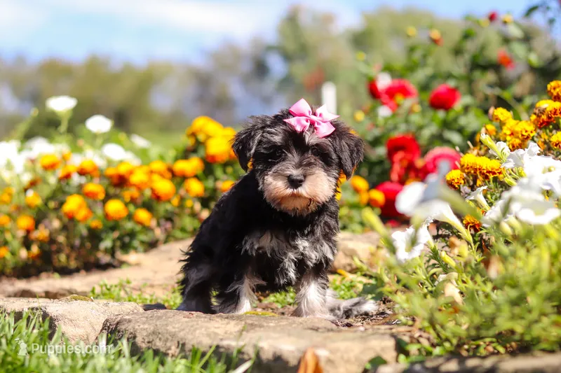 Emmy – Miniature Schnauzer puppy for sale in Fresno, OH