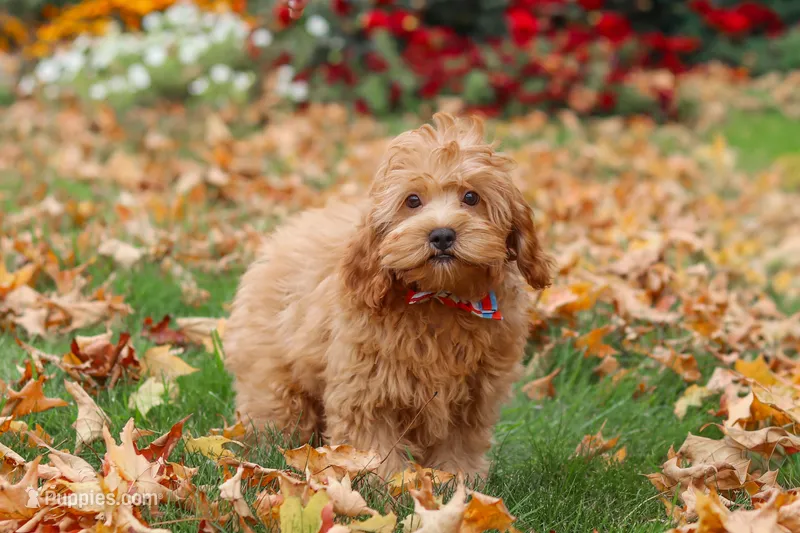 Nash – Cavapoo puppy for sale in Fresno, OH