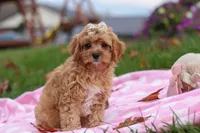 Pearl, a female Cavapoo for sale in Fresno, OH – Photo 2 of 7
