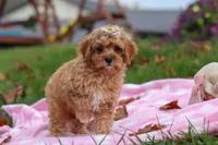 Pearl, a female Cavapoo for sale in Fresno, OH – Photo 7 of 7