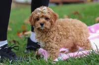 Pearl, a female Cavapoo for sale in Fresno, OH – Photo 6 of 7