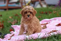 Pearl, a female Cavapoo for sale in Fresno, OH – Photo 5 of 7