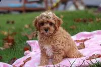 Pearl, a female Cavapoo for sale in Fresno, OH – Photo 4 of 7