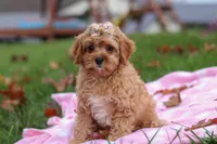 Pearl, a female Cavapoo for sale in Fresno, OH – Photo 1 of 7