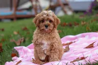 Pearl, a female Cavapoo for sale in Fresno, OH – Photo 3 of 7