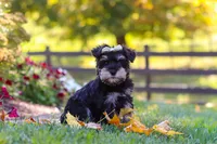 Callie, a female Miniature Schnauzer for sale in Fresno, OH – 2 of 10