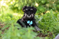 Hunter, a male Miniature Schnauzer for sale in Fresno, OH – 7 of 10