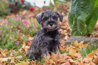 Theo, a male Miniature Schnauzer for sale in Fresno, OH – 6 of 8