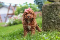 Elowyn, a female Cavapoo for sale in Fresno, OH – 6 of 9