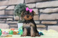 Lucy, a female Yorkshire Terrier for sale in Fresno, OH – 7 of 8
