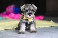 Henry, a male Miniature Schnauzer for sale in Fresno, OH – 6 of 10