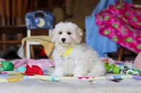 Caleb, a male Havapoo for sale in Fresno, OH – Photo 2 of 4