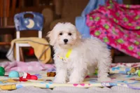 Caleb, a male Havapoo for sale in Fresno, OH – Photo 4 of 4