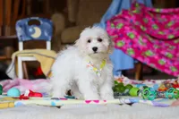 Caleb, a male Havapoo for sale in Fresno, OH – Photo 3 of 4