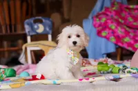 Caleb, a male Havapoo for sale in Fresno, OH – Photo 1 of 4