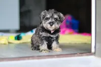 Clementine, a female Miniature Schnauzer for sale in Fresno, OH – 10 of 10