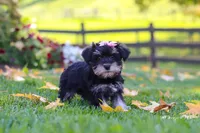 Gracie, a female Miniature Schnauzer for sale in Fresno, OH – 3 of 7